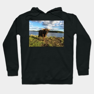 Scottish Highland Cattle Bull 1789 Hoodie